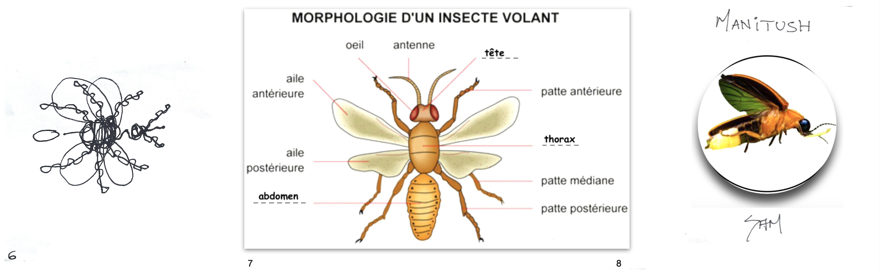 2 Insectes SCIENCE ET TECHNOLOGIE – ARTS VISUELS / Insectes – Sculpture – 2e cycle ...
